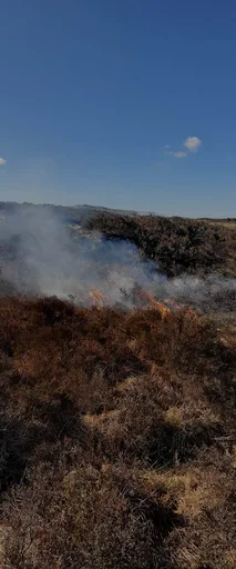 Lyngheiane som økosystem