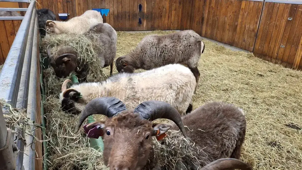Spælsau i binge som spiser høy. 