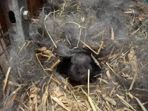 Sort kaninunge som ligger i høyet . 