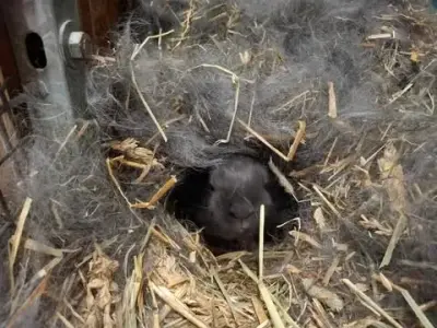 Sort kaninunge som ligger i høyet . 