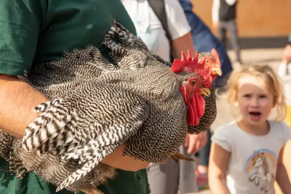 En dame holder en svart og hvit høne og hane. En jente ser på. 