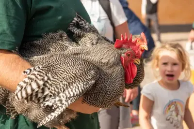 En dame holder en svart og hvit høne og hane. En jente ser på. 