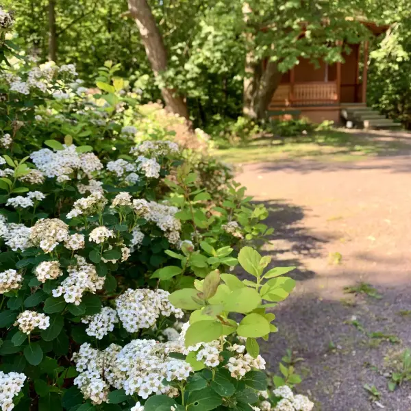 Paviljongen ved Sæterhytten ved Bygdø Kongsgård, bugnende sommerløv og blomsterhekk. 