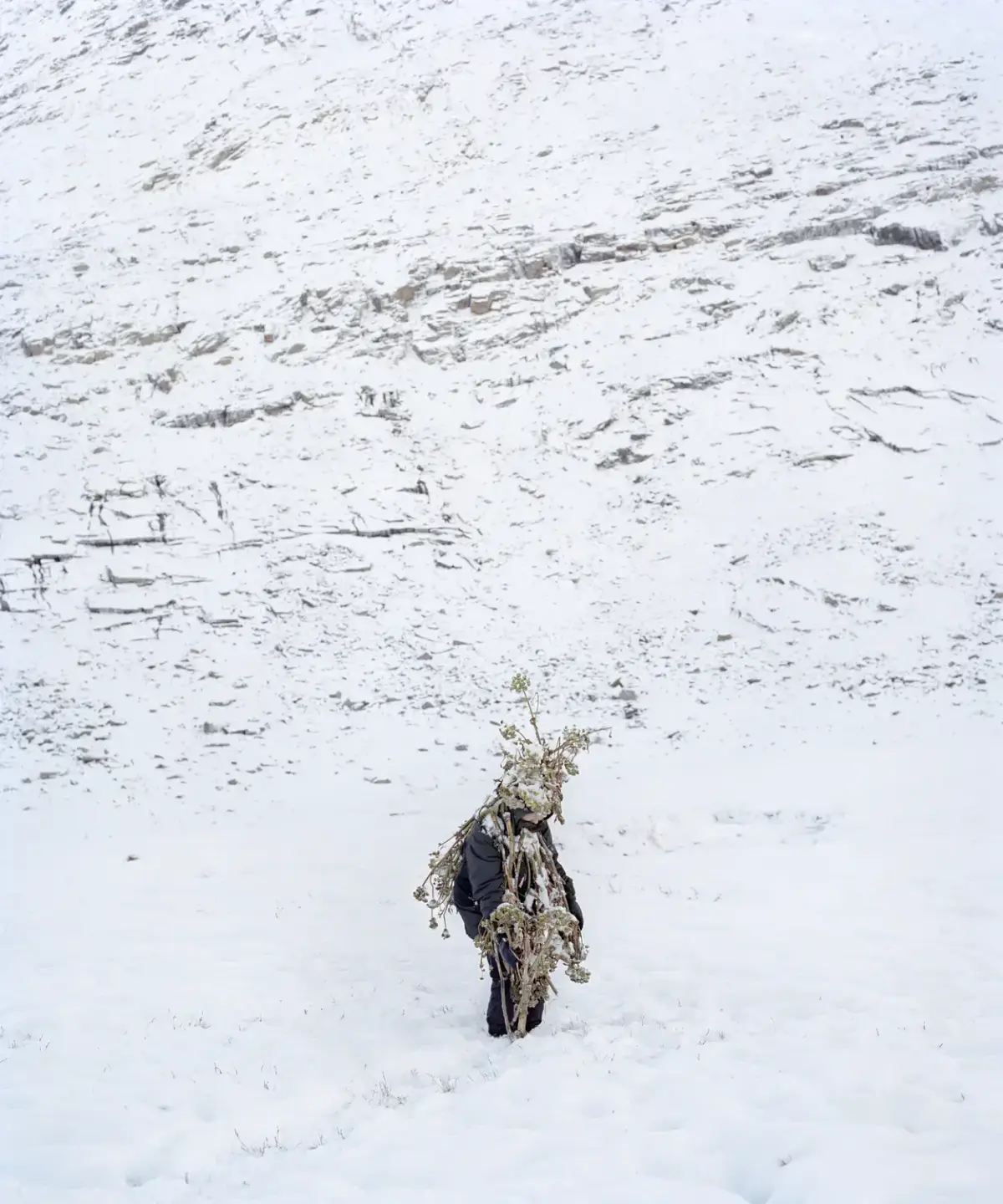 En kvinne står i et snødekt landskap, hun er kledt med varme klær og dekt med frossen kvann