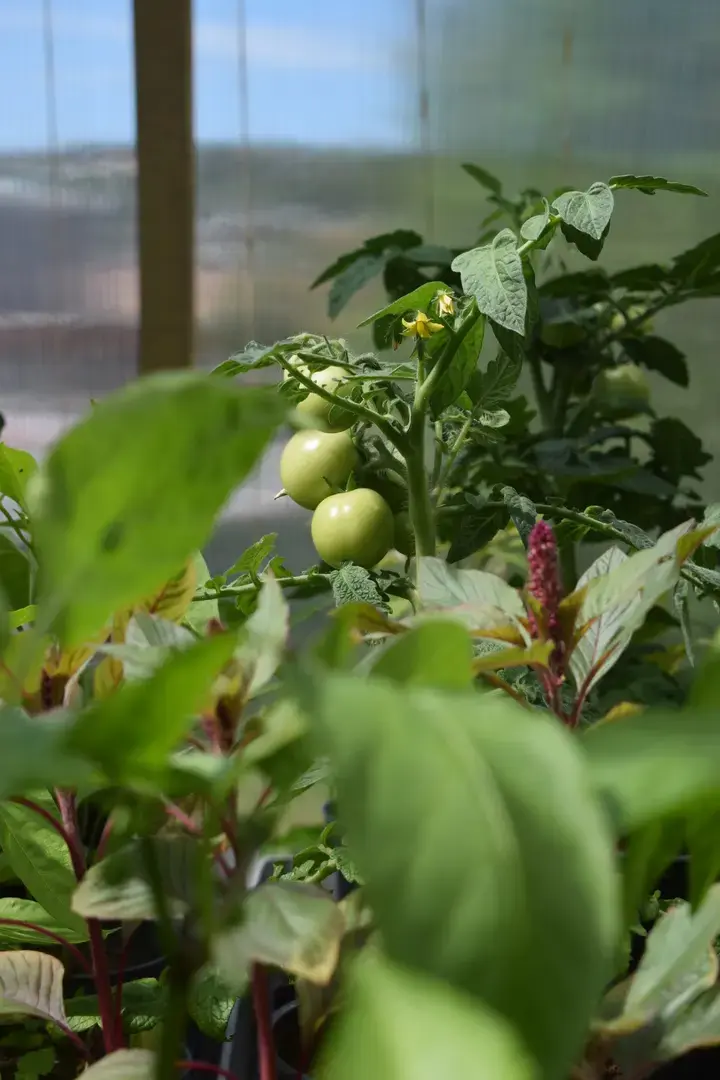 Nærbilde i drivhus av plante med umodne tomater.
