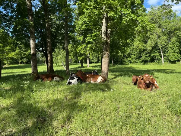 Kuser i gresset ved Wedels vei ved Bygdø Kongsgård. 