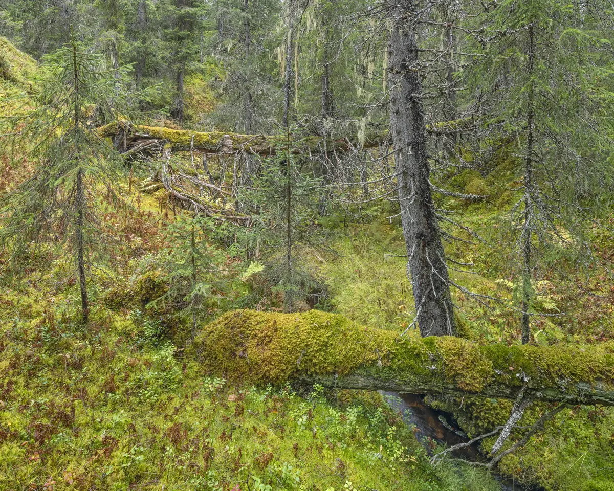 Mosekledd skogbunn med trær, lyng og falne stammer.