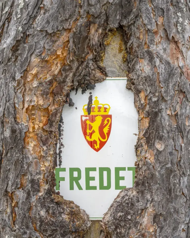 Skilt med teksten «Fredet» delvis innvokst i trestamme.