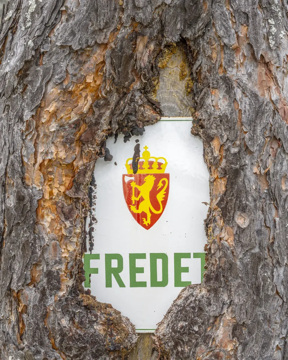 Skilt med teksten «Fredet» delvis innvokst i trestamme.