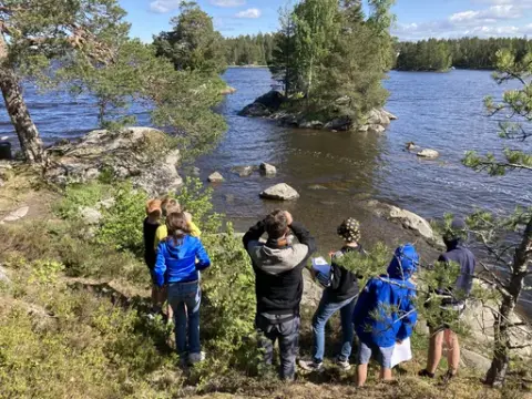 Truede og hetsede måkefugler