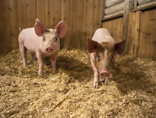 To nysgjerrige griser står omgitt av halm i et fjøs på Norsk Folkemuseum. De ser rett mot kamera med oppmerksomme blikk.