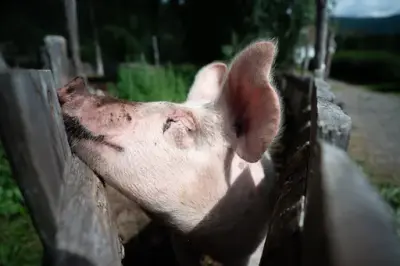 Eventyr, leik og dyr