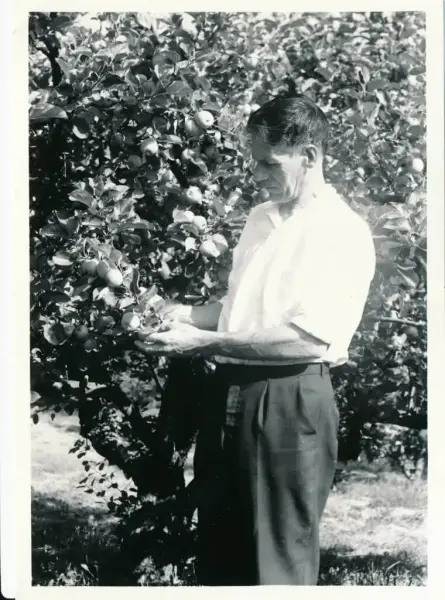 Olav H. Hauge i eplehagen