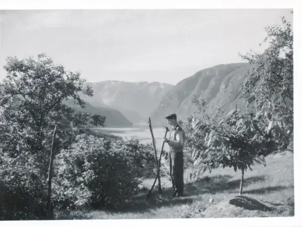 Olav H. Hauge i eplehagen heime i Ulvik