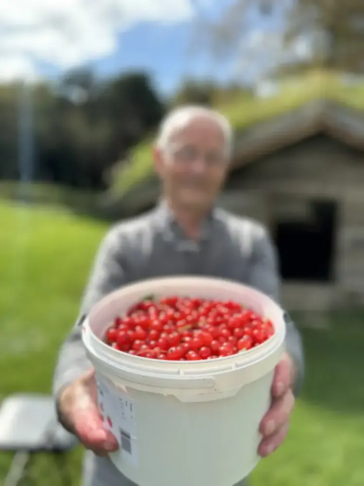 Sigmund Kolstad plukkar rips på Lesja bygdemuseum.