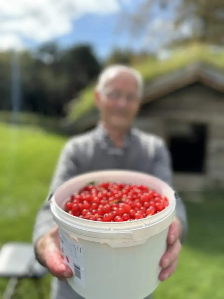 Sigmund Kolstad plukkar rips på Lesja bygdemuseum.