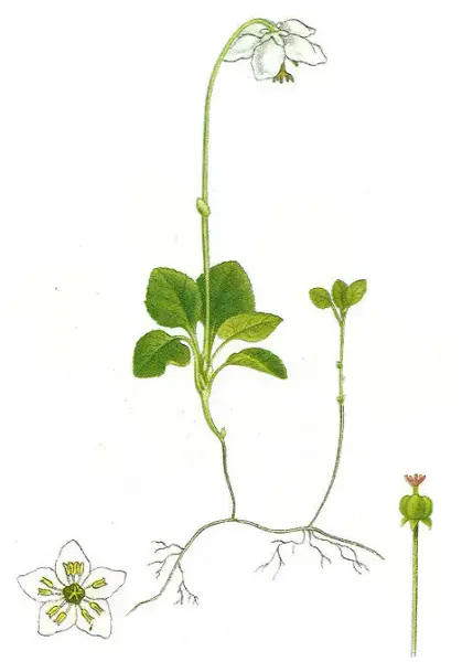 Olavsstake (Moneses uniflora)