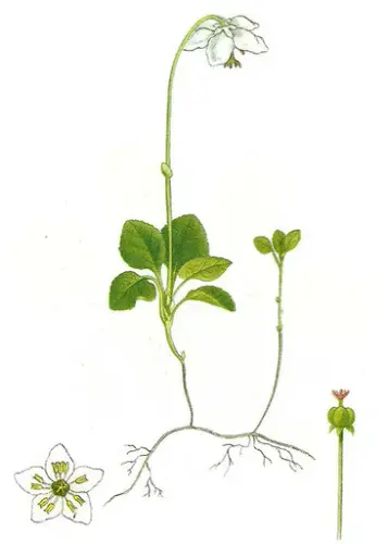 Olavsstake (Moneses uniflora)