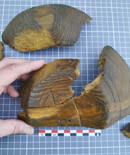 Hånd holder fragmenter av en dreid trebolle funnet i Bjørvika.