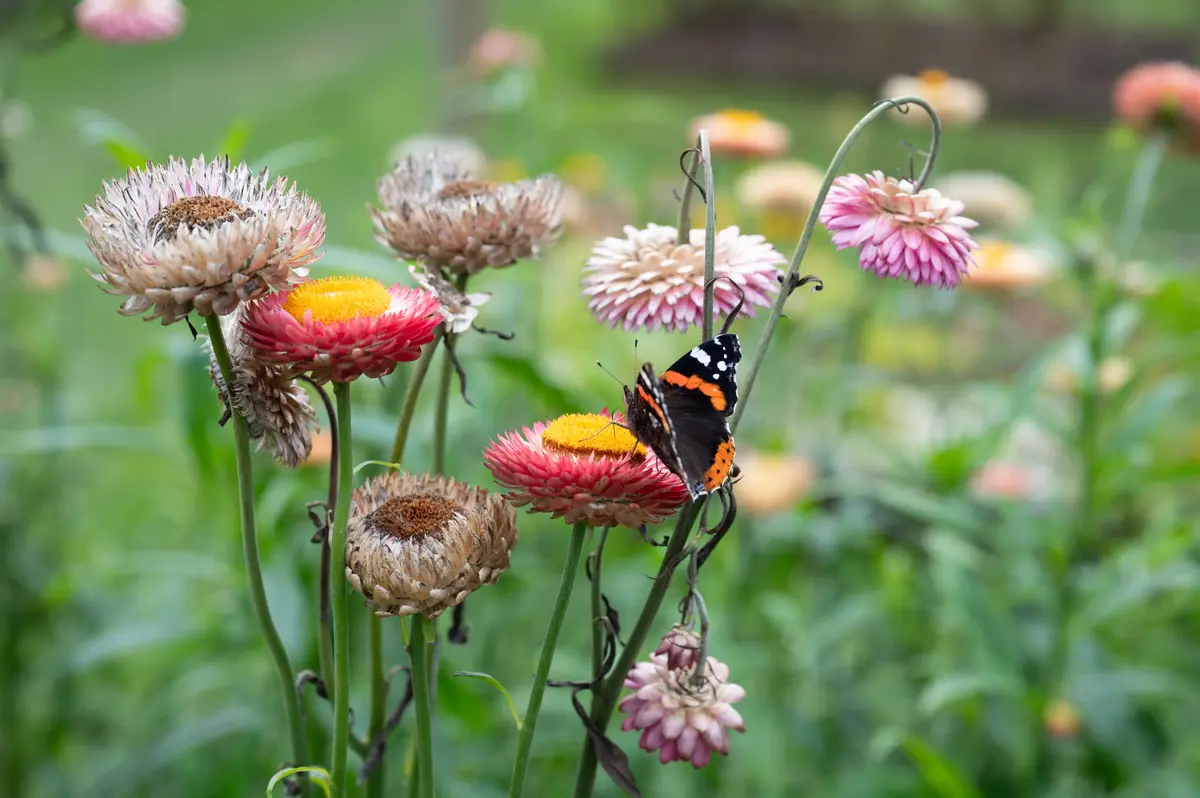 En blomstereng. En sommerfugl sitter på en rosa og gul blomst. 