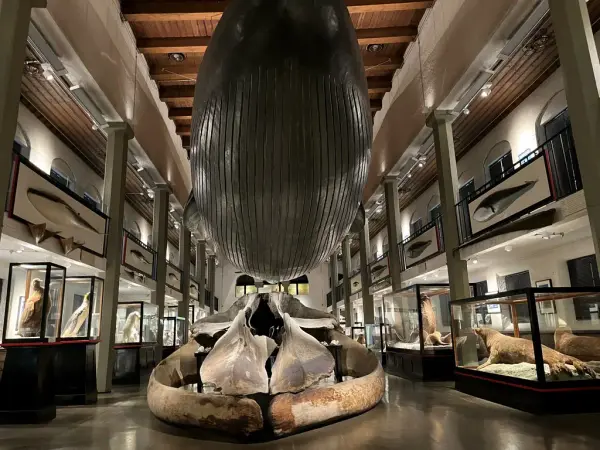 Bildet viser den biologiske utstillingen og galleriet i den gamle salen på Hvalfangstmuseet. Den store blåhval modellen på omtrent 21 meter henger i taket, med kraniumet etter en blåhval ligger under. Til venstre kan man se de utstoppede pingvinene utstilt, og til høyre de utstoppede selene. Over dem langs begge sider henger det små modeller av forskjellige hvaler med deres tenner eller barder utstilt. 