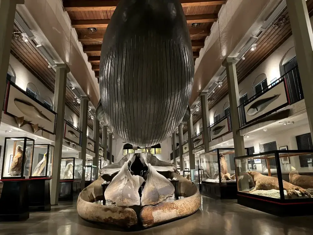 Bildet viser den biologiske utstillingen og galleriet i den gamle salen på Hvalfangstmuseet. Den store blåhval modellen på omtrent 21 meter henger i taket, med kraniumet etter en blåhval ligger under. Til venstre kan man se de utstoppede pingvinene utstilt, og til høyre de utstoppede selene. Over dem langs begge sider henger det små modeller av forskjellige hvaler med deres tenner eller barder utstilt. 