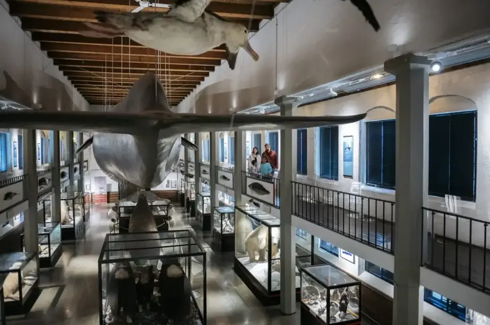 Viser den biologiske utstillingen sett fra den andre siden og fra galleriet. Viser halen på blåhval modellen, samt en utstoppet albatross i toppen av bildet. mot høyre i bildet ser man en familie stående i galleriet som beundrer hval modellen. Under kan man se noen flere av de utstoppede dyrene i utstillingen, deriblant moskus oksene og elefantselen i midten, samt isbjørnen mot høre under familien.