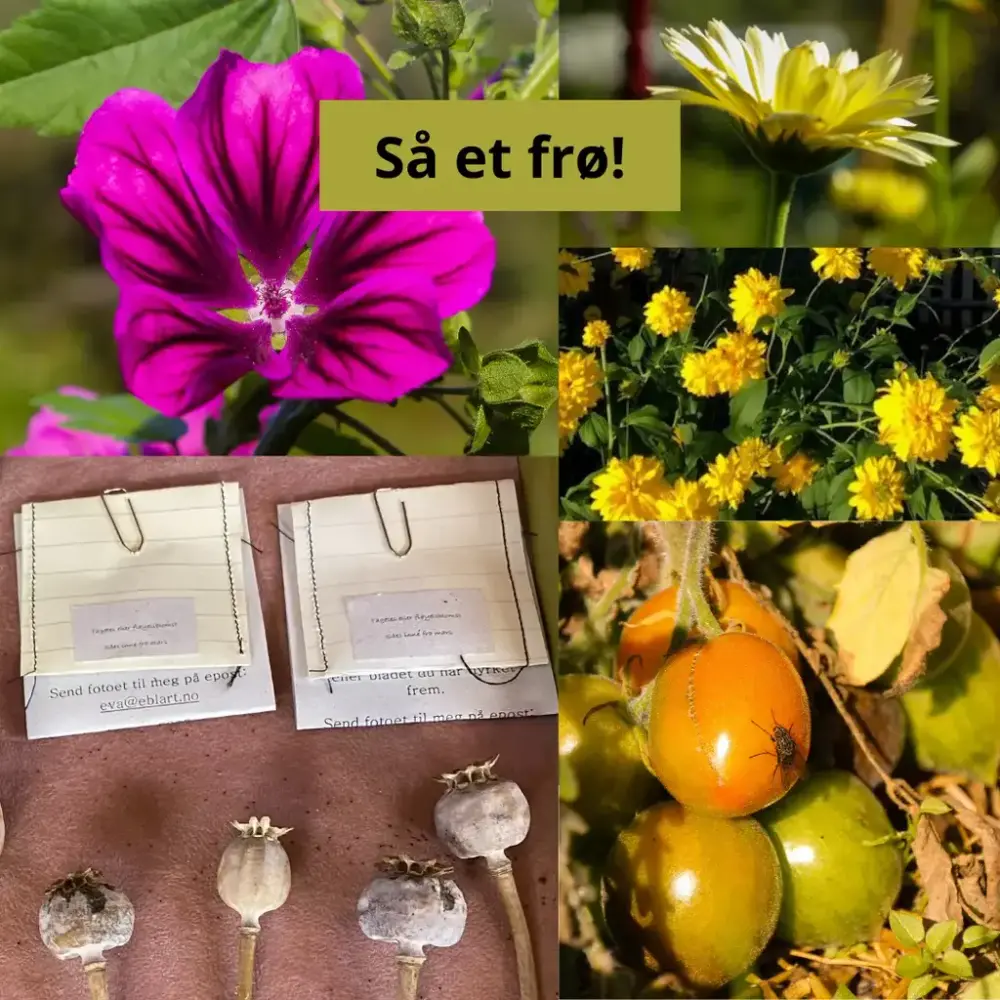 Forskjellige blomster og planter