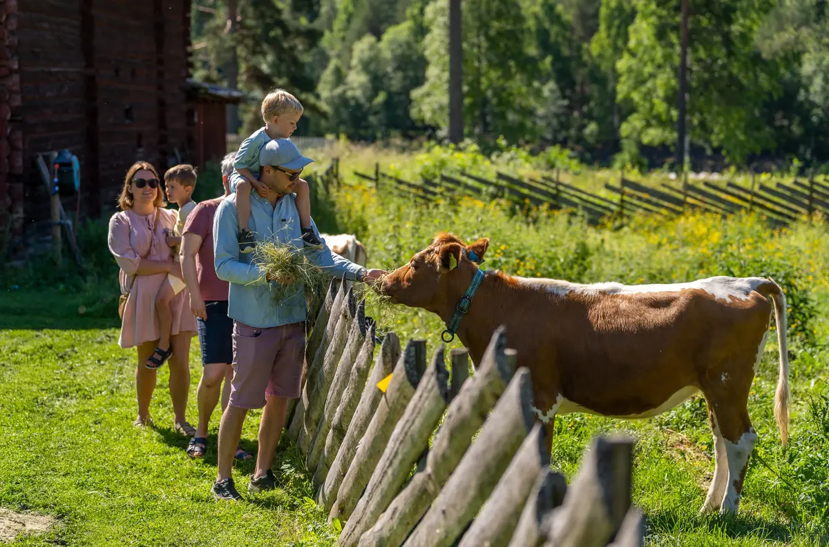Familie med to barn som mater ei ku med gress 