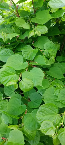 Bildet viser en mengde grønne blader på et Linde tre. 