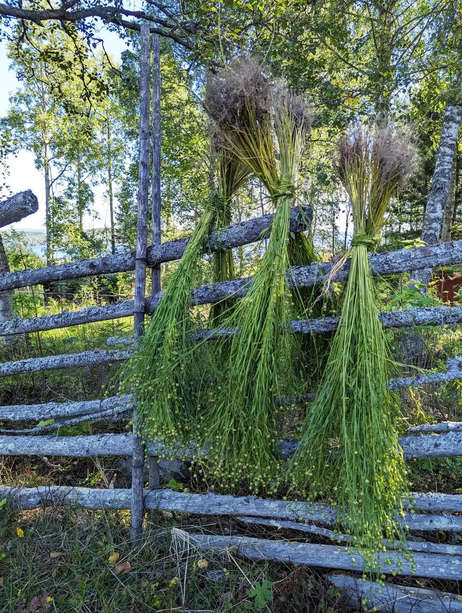 lin hänger på tork