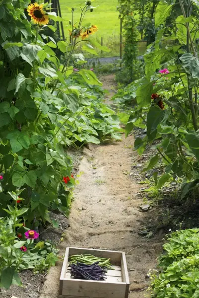 Kasse med nyplukkede grønne og lilla bønner står på stien mellom frodige planter og solsikker i kjøkkenhagen på Bygdø Kongsgård.
