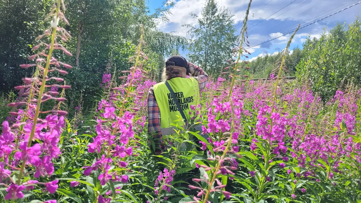 Arkeobotanik fältarbete