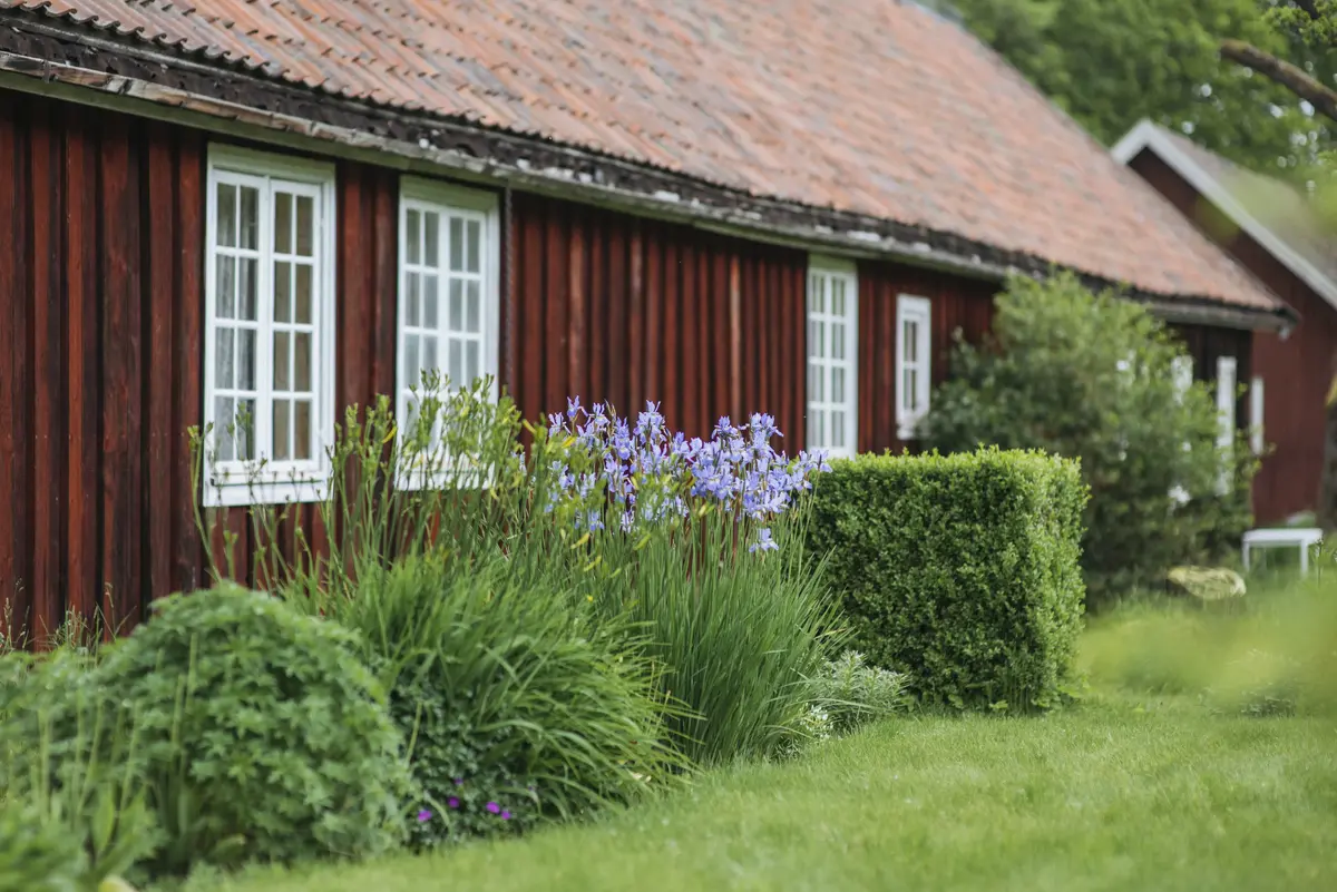 Viser en side av ett gammelt rødt hus, med store grønne og lilla planter langs hele veggen. 