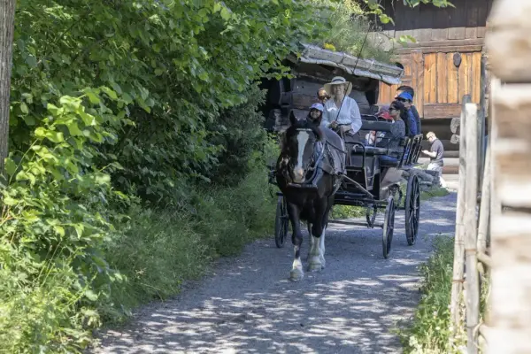 Visitors riding a horse-drawn carriage along a gravel path in the open-air museum during the Midsummer Festival at Norsk Folkemuseum.