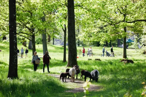 Mennesker går på tur i parken på Bogstad gård. Sauer beiter. 