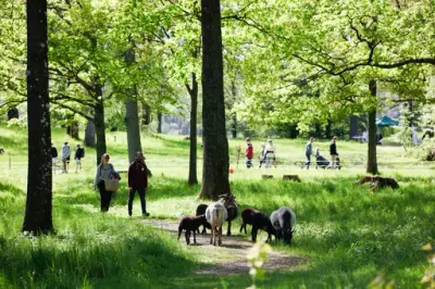 Mennesker går på tur i parken på Bogstad gård. Sauer beiter. 