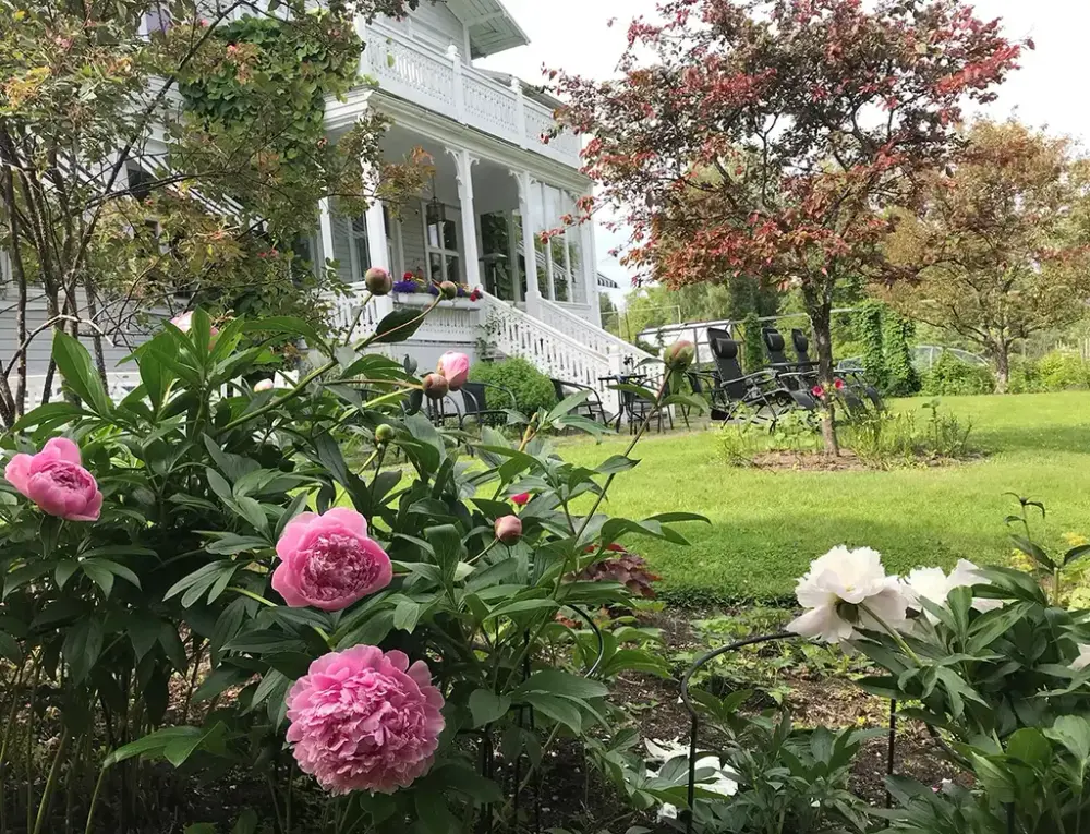 Vit byggnad i bakgrunden och rosa blommor i förgrunden.
