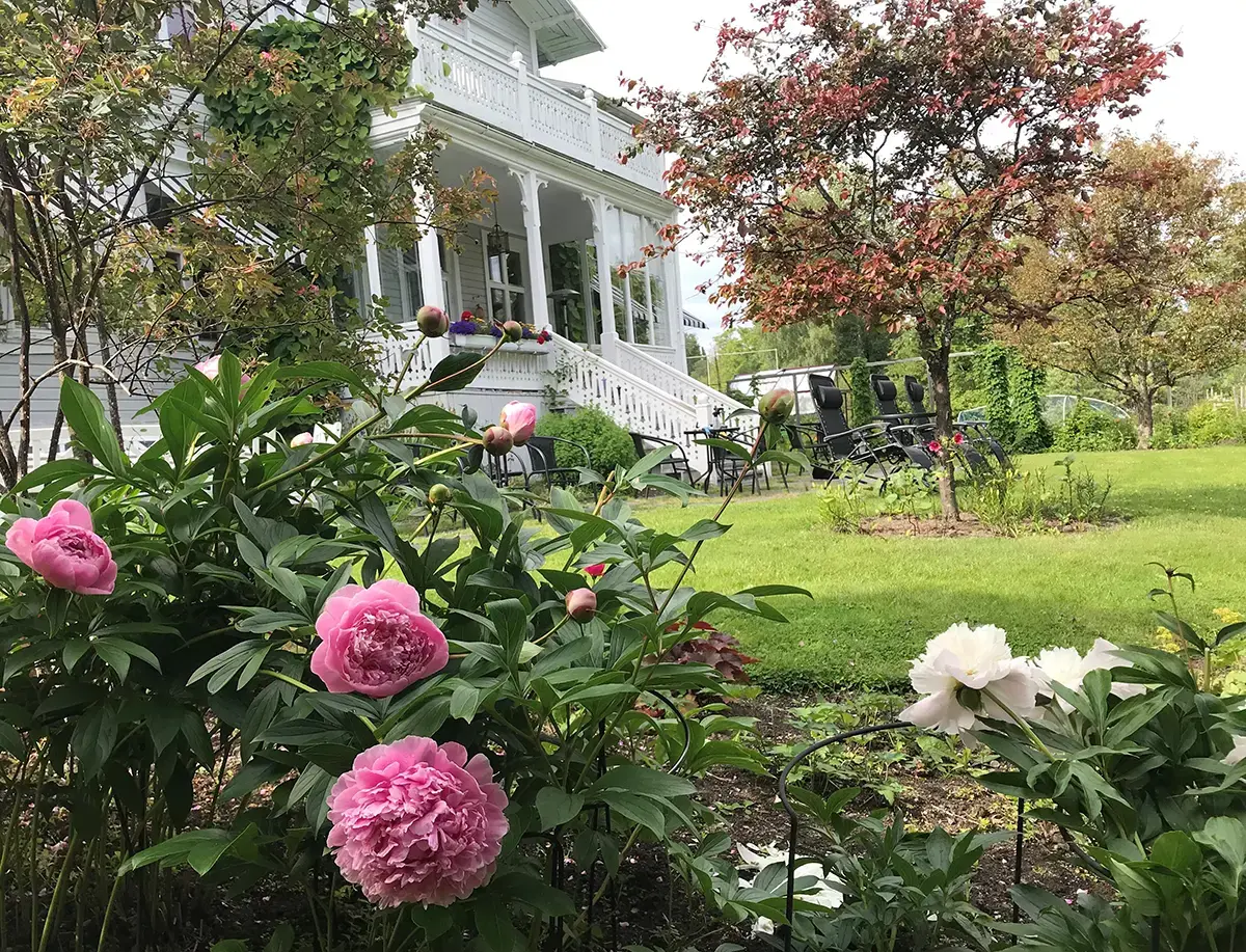 Vit byggnad i bakgrunden och rosa blommor i förgrunden.