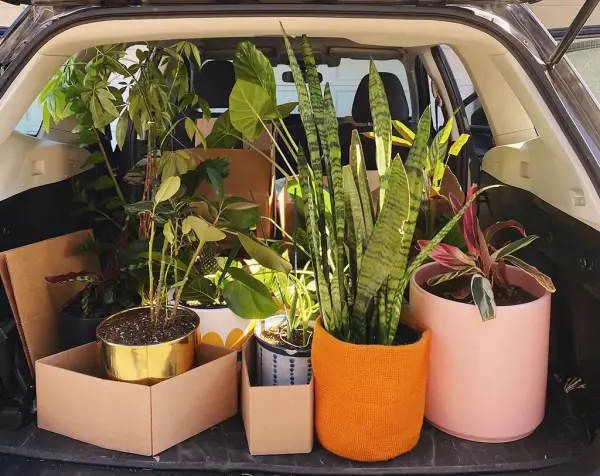 Krukväxter och plantor i bagaget på en bil