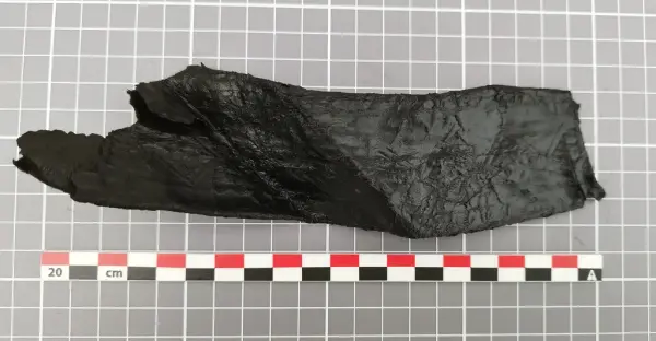 Langt, mørkt lærfragment av en sverdslire fra middelalderen, funnet under utgravning ved Bjørvika skole.