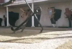 Galjonsträdgården, nya delen.