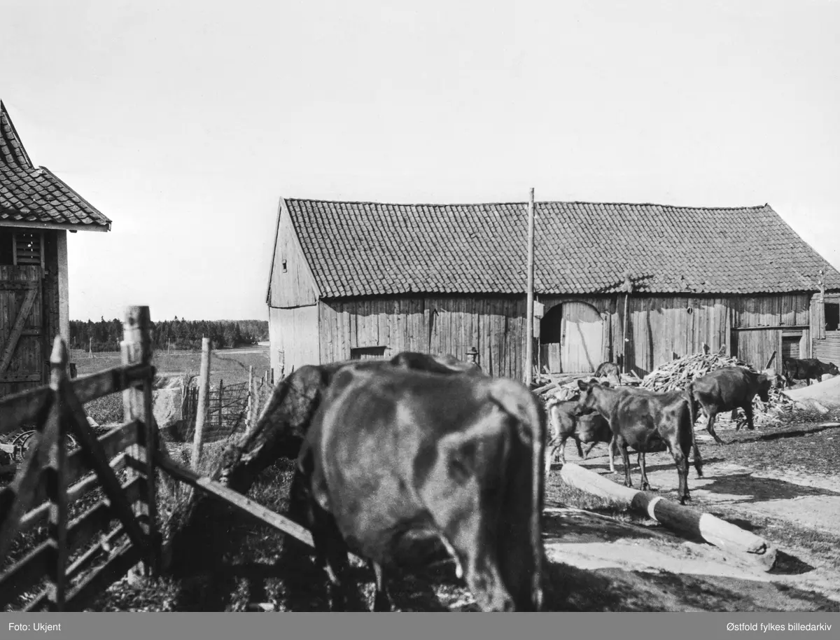 Kuslepp på Gabestad 49/1 i Varteig 1923. Uthuset i bakgrunnen (fjøset til høyre og låve), den gamle lagården.
