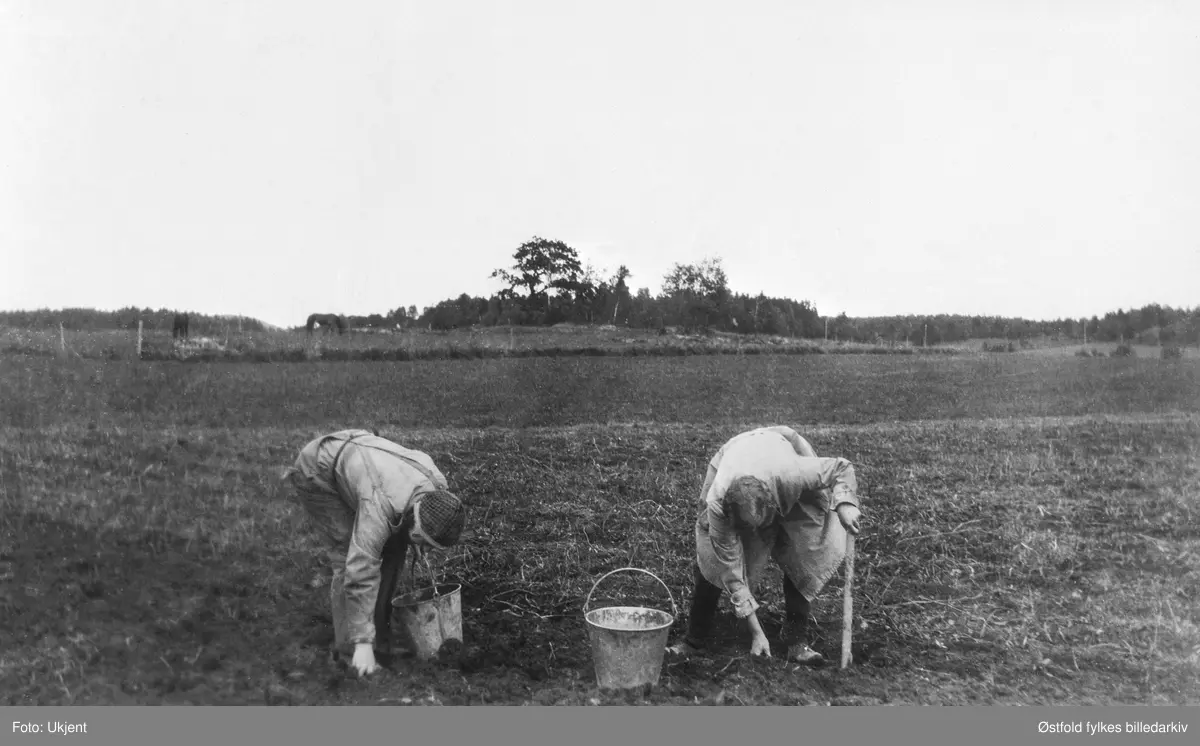 Potetplukking på Gabestad 49/1 i Varteig 1930. Fra venstre: Birgit Bergby og Karen Asbjørg Gabestad.
De var søskenbarn, og Birgit bodde i Porsgrunn.