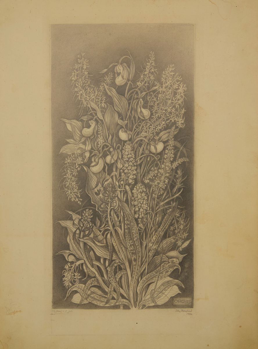 Blyertsteckning. Förlaga till gravyr av Stig Borglind. "Orkidéer" (Orchis).
Förlaga till Z 121.

Zeitler 121.