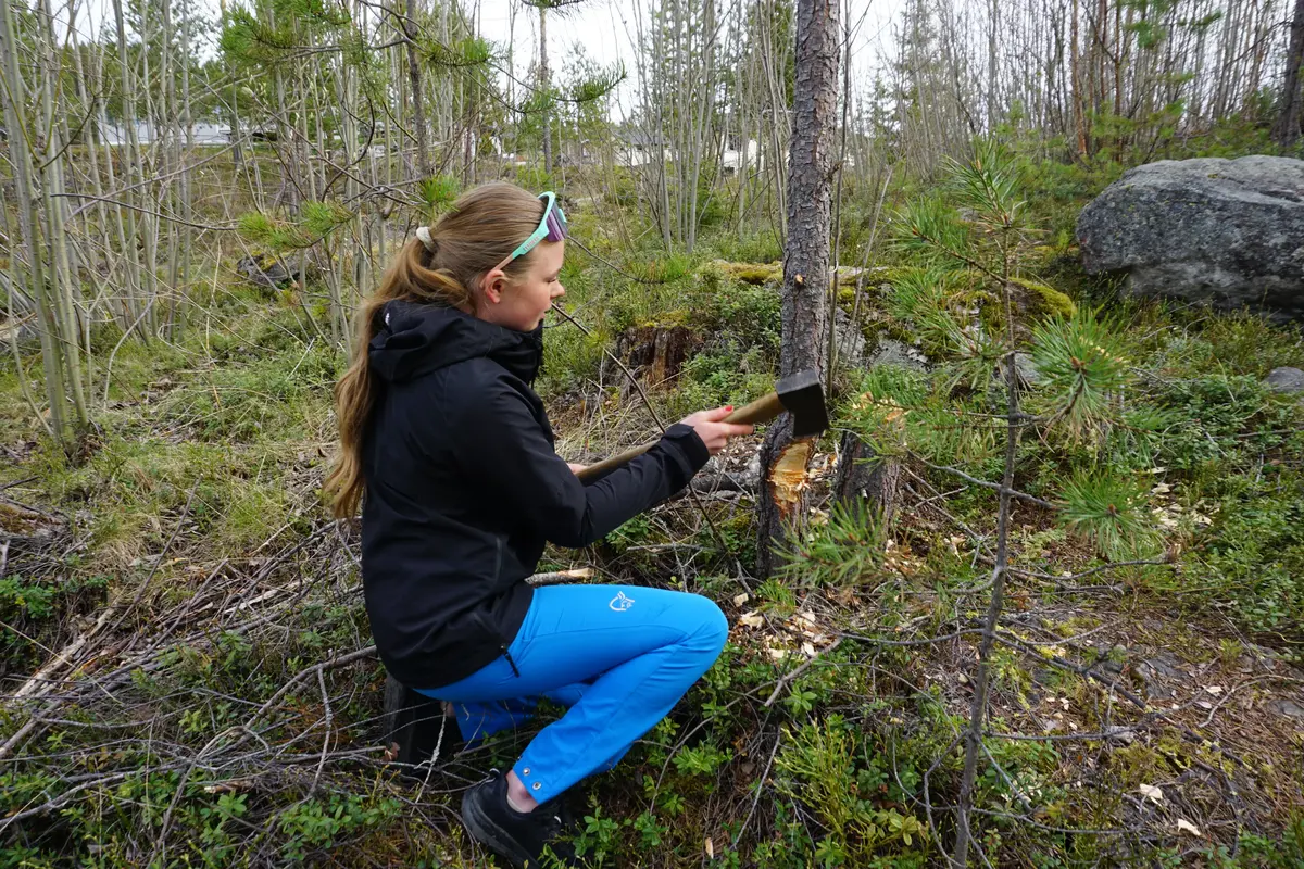 jente som høgg eit tre med øks