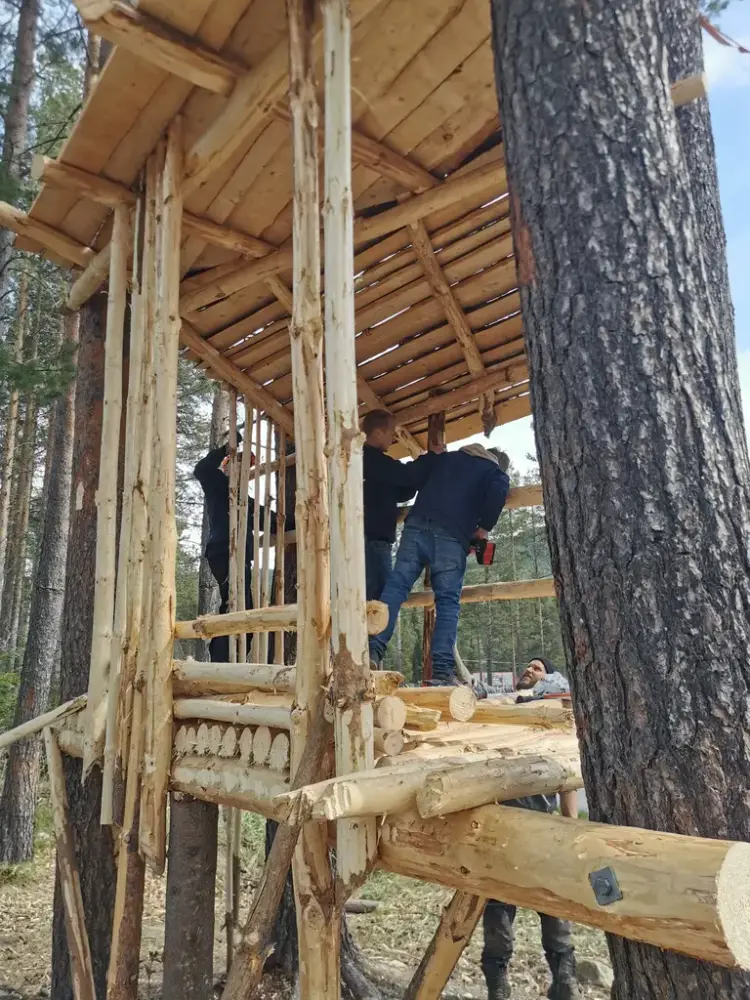 byggjing av trehytte i skogen