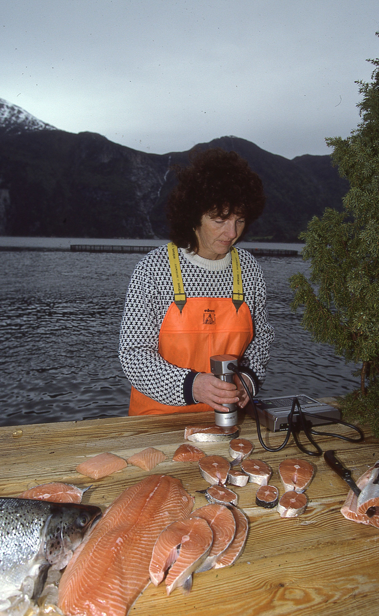 Akvaforsk, Averøy : Marie Wallseth tar fargemåling av laks