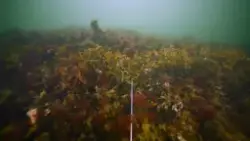 Stenpackningen döljer nästan hela vraket och var fullt med v