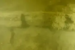 Ett löst knuttimmer.